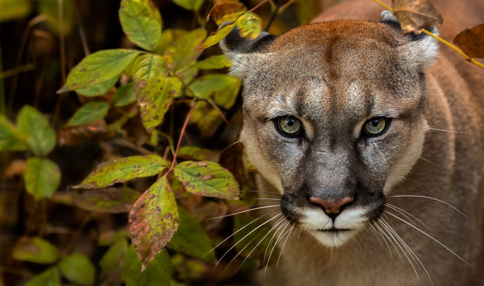 Puma, Animal, Maestro, MundoNow, Podcast