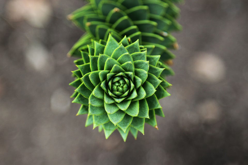 Branch, Tree, Monkey Puzzle Tree, MundoNow, Podcast
