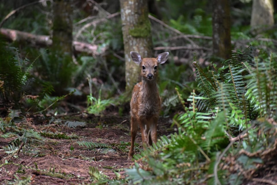 Forest, Animal, Legend of the Fawn, MundoNow, Podcast
