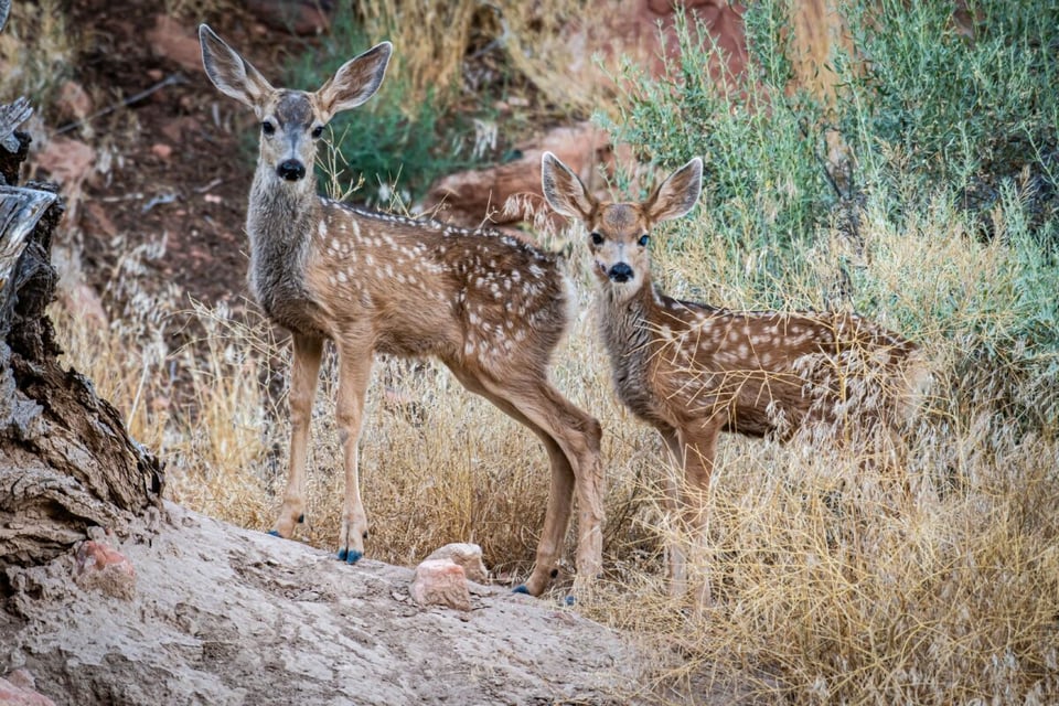 Hiding, Deer, Fawn, MundoNow, Podcast