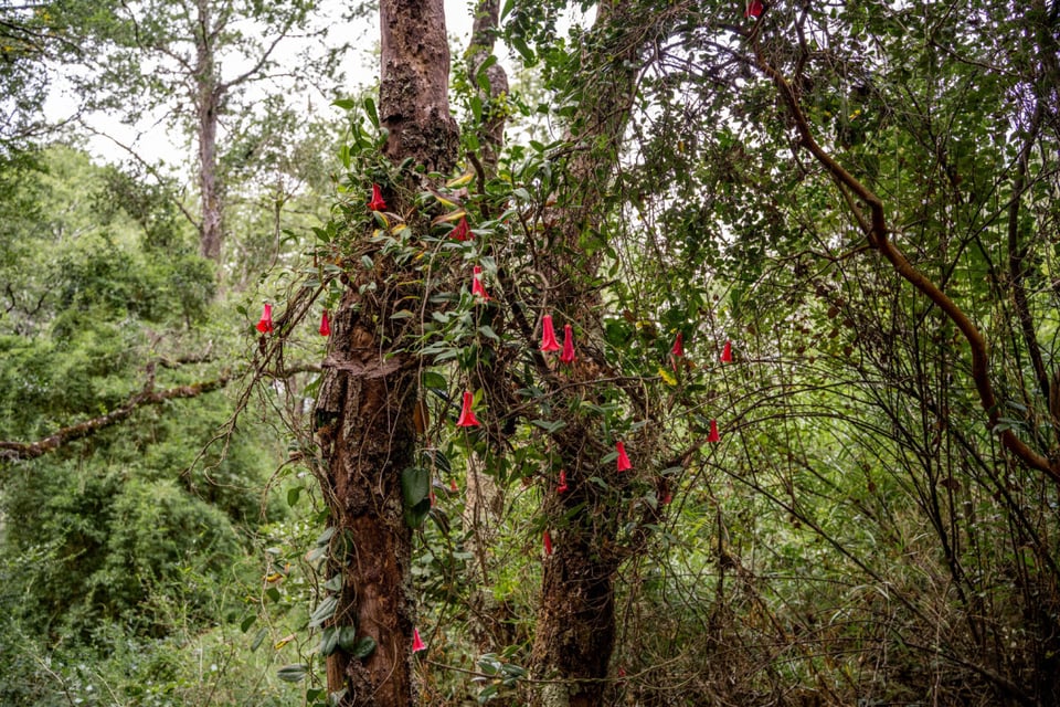 Vegetación, Bosque, Árbol, MundoNow, Podcast