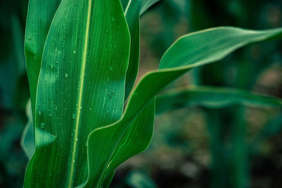 Sown, Corn, First Men, MundoNow, Podcast