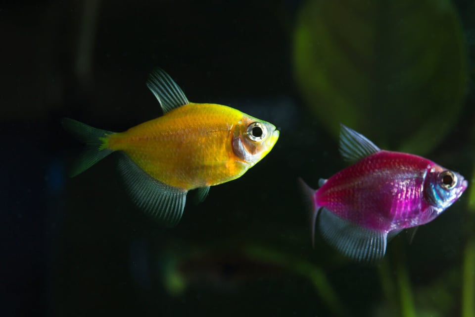 Peces, Mar, Agua, MundoNow, Podcast