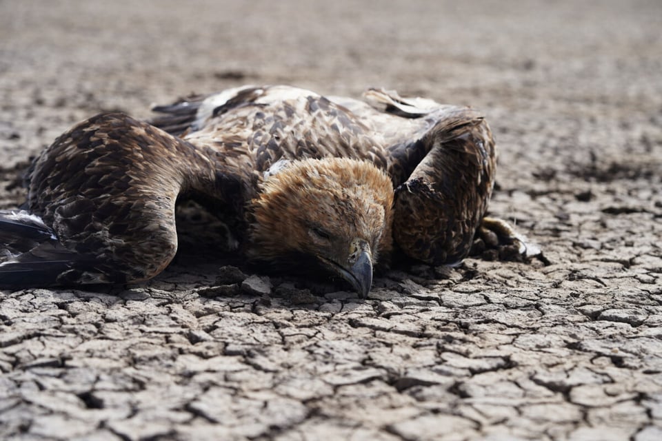Wounded Eagle, Wounded Animal, Podcast, Legend, MundoNow