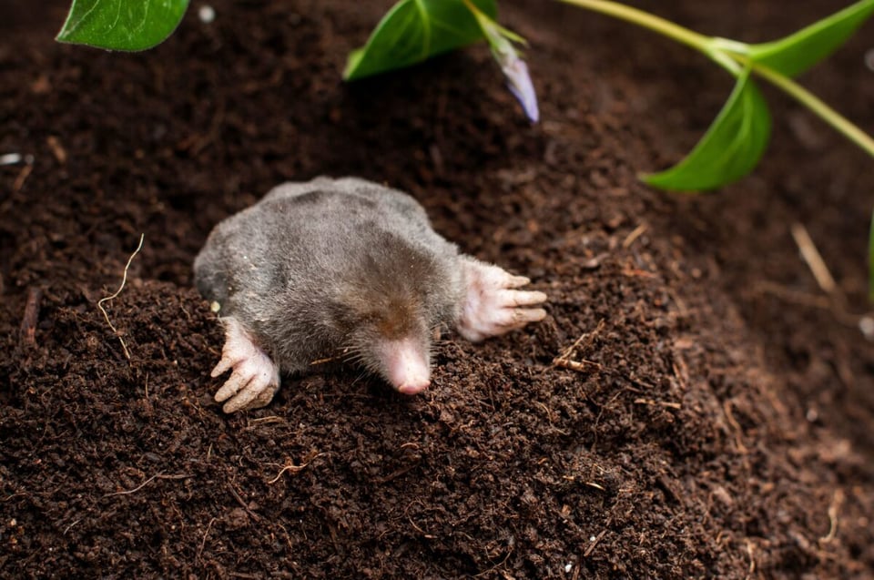 Mole, Tobacco, Earth, MundoNow, Podcast