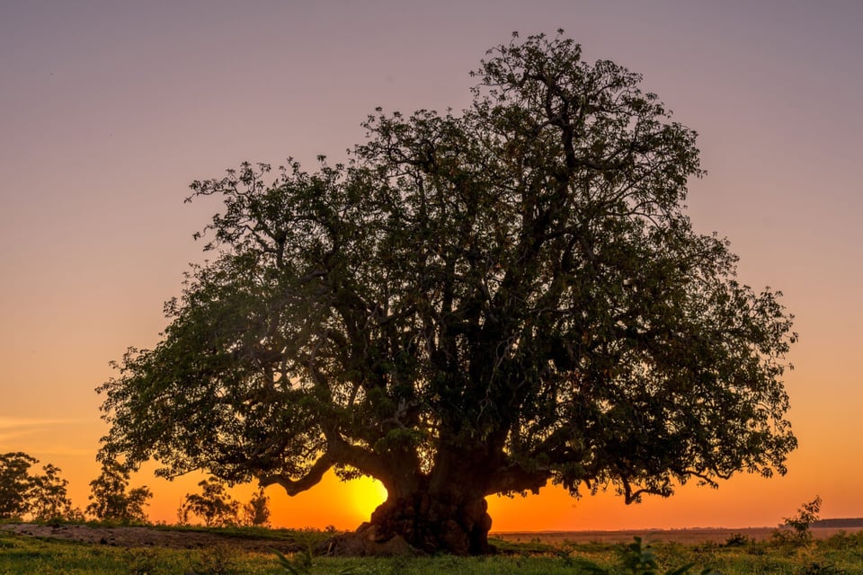 Ombú, Atardecer, Sembrado, MundoNow, Podcast