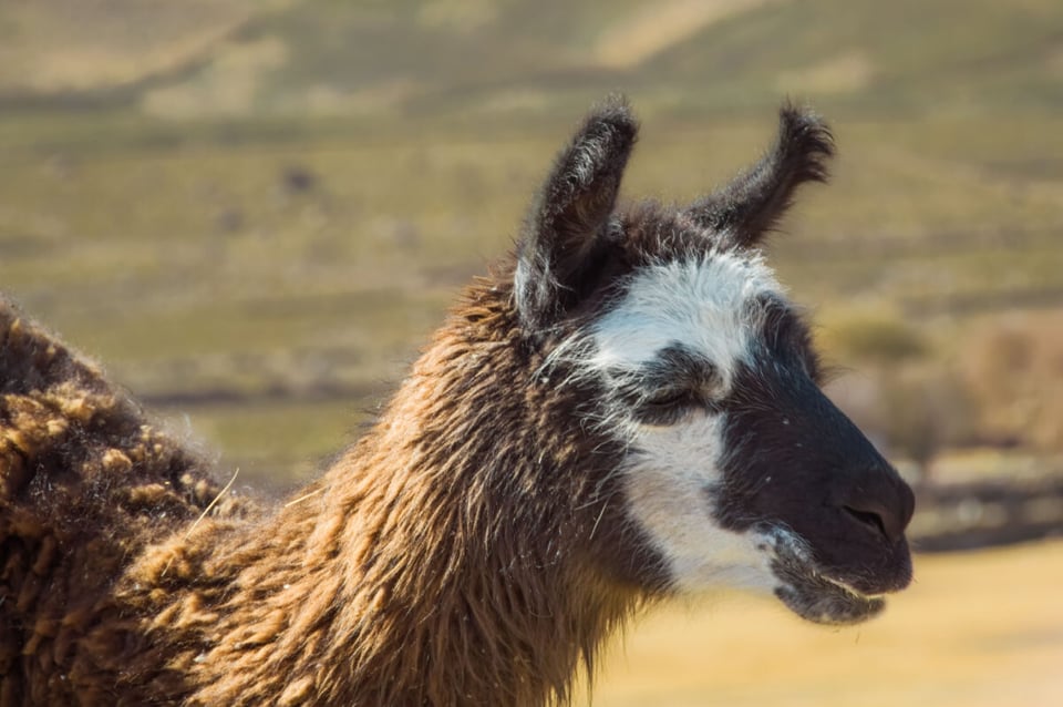 Llama, Rebaño, Pradera, MundoNow, Podcast