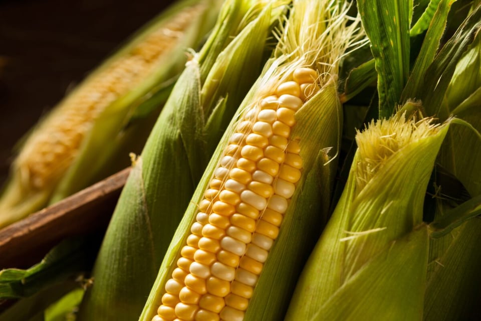 Corn, Food, Cob, MundoNow, Podcast