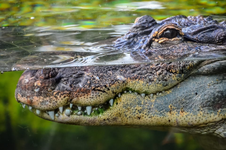 Lagarto, Agua, Depredador, Arapaho, Podcast