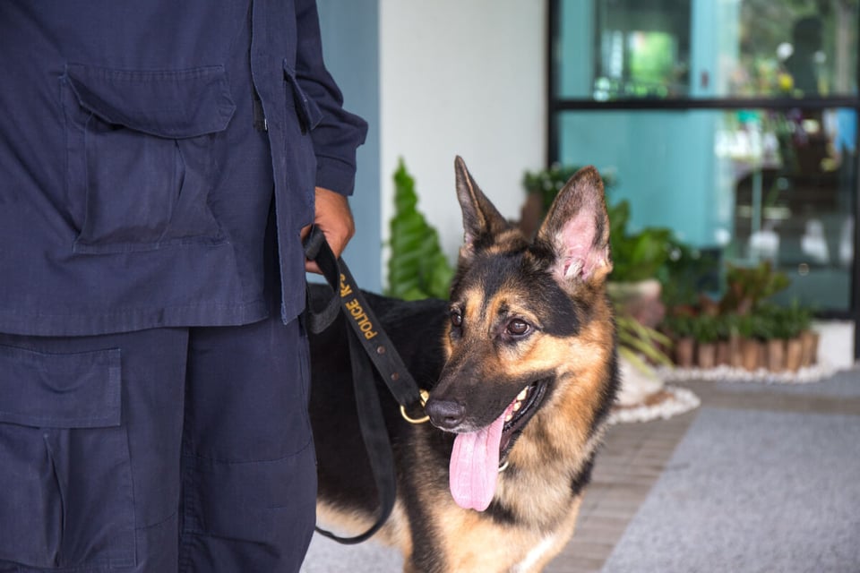 Guard, Animal, Person, MundoNow, Podcast