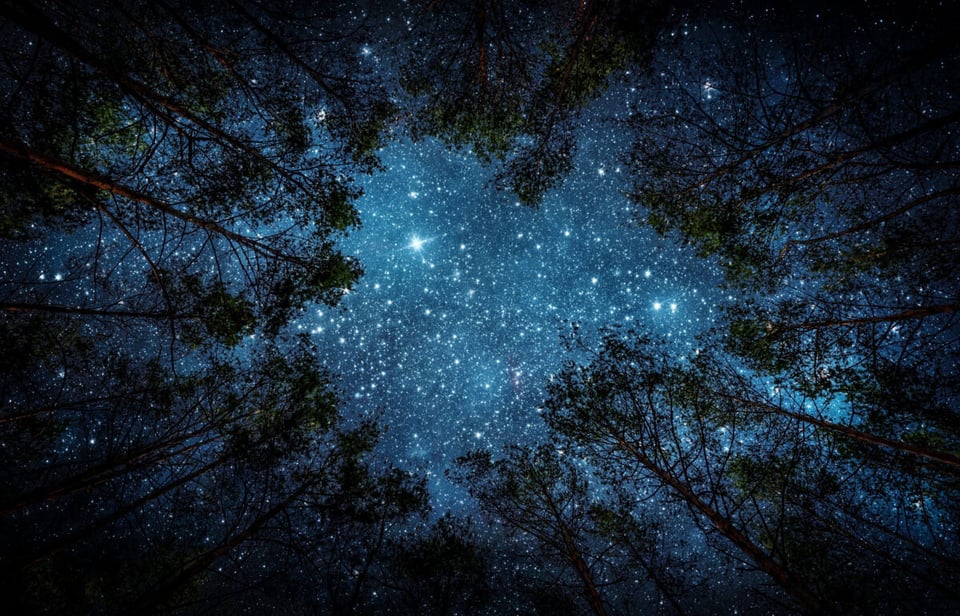 Estrellas, Bosque, Árboles, MundoNow, Podcast