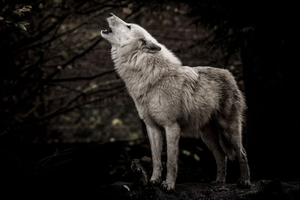 Wolf, Howl, Forest, MundoNow, Podcast