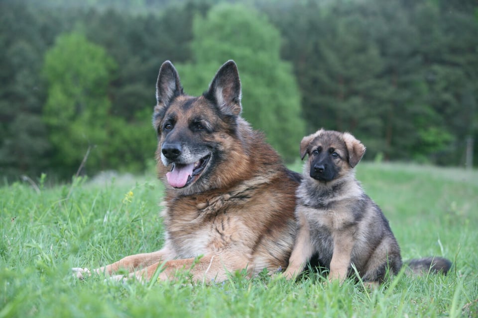 Canines, Forest, Training, MundoNow, Podcast