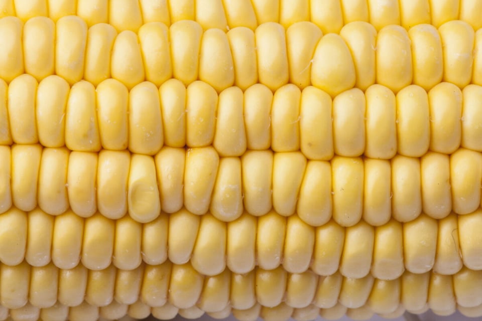 Elote, Granos, Maíz, MundoNow, Podcast