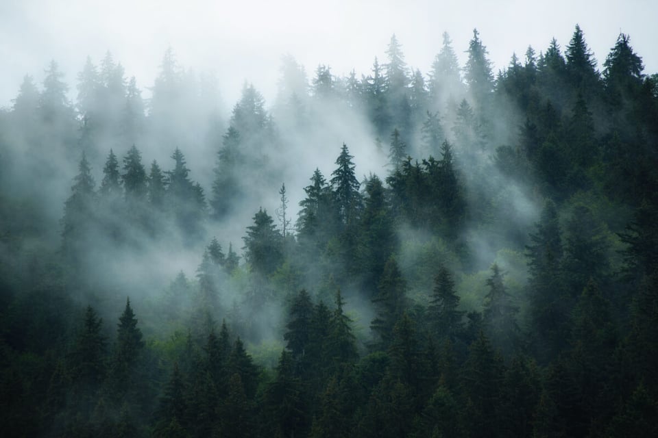 Bosque con el fenómeno de neblina
