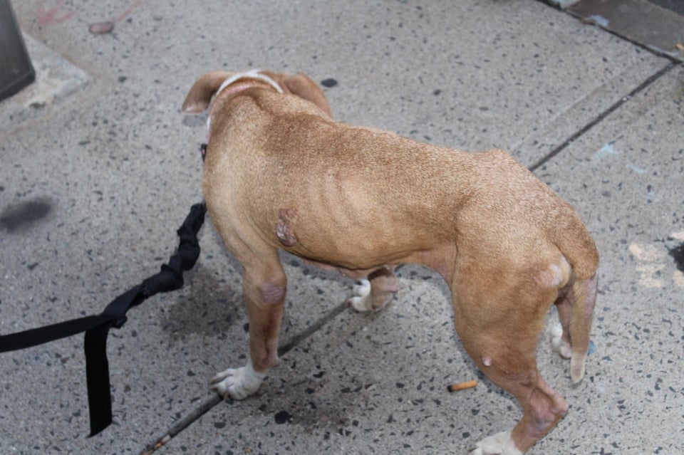Crónica cruel pobre perrito 
