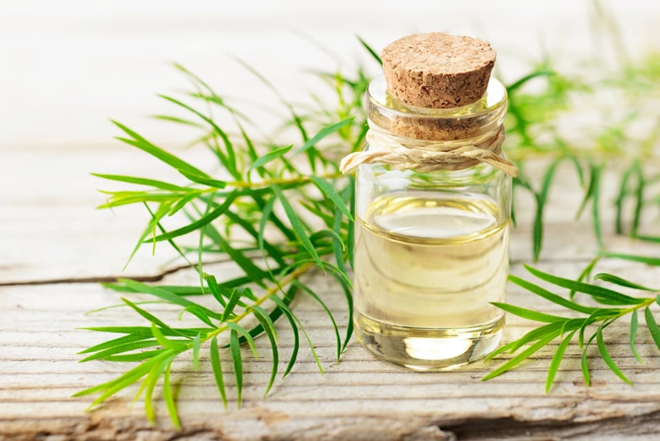 Aceite de árbol de té, natural, piel, salud, MundoNOW