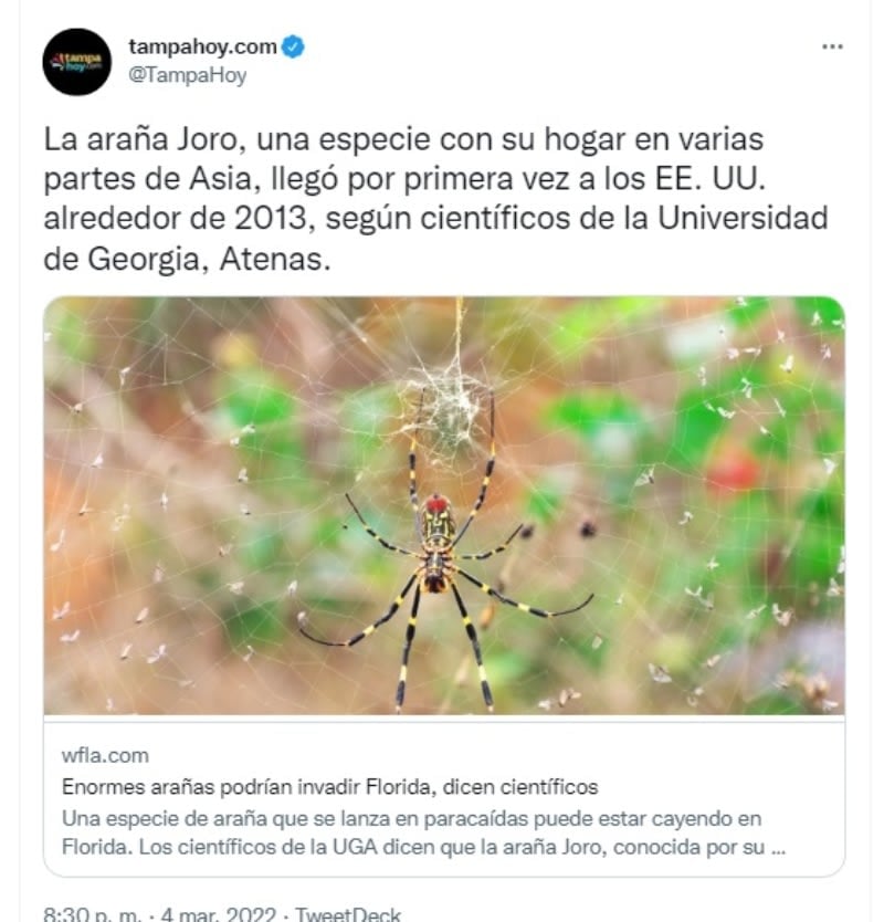 Joro Spider Invasion: "It has the perfect conditions to propagate"