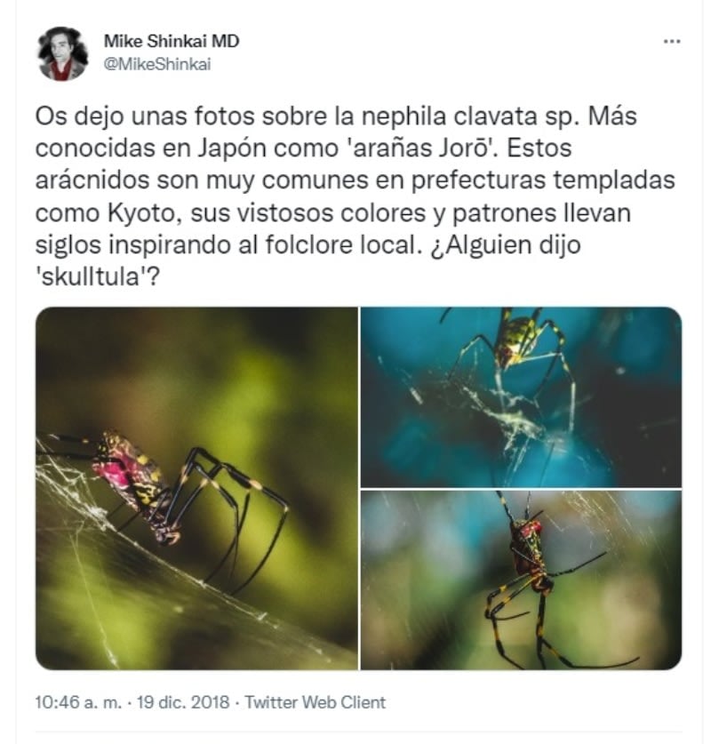 Joro spider invasion: They were first seen in Georgia