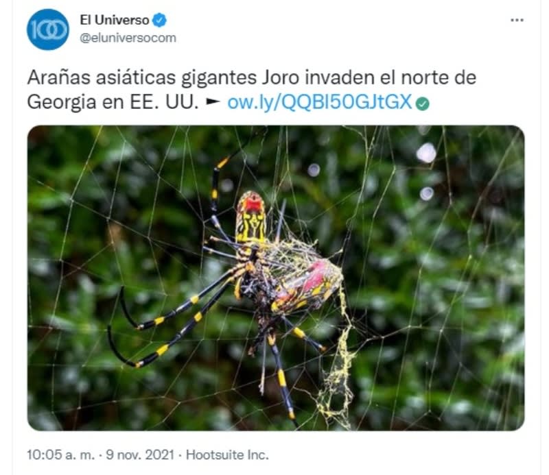 They confirm the invasion of the spider Joro