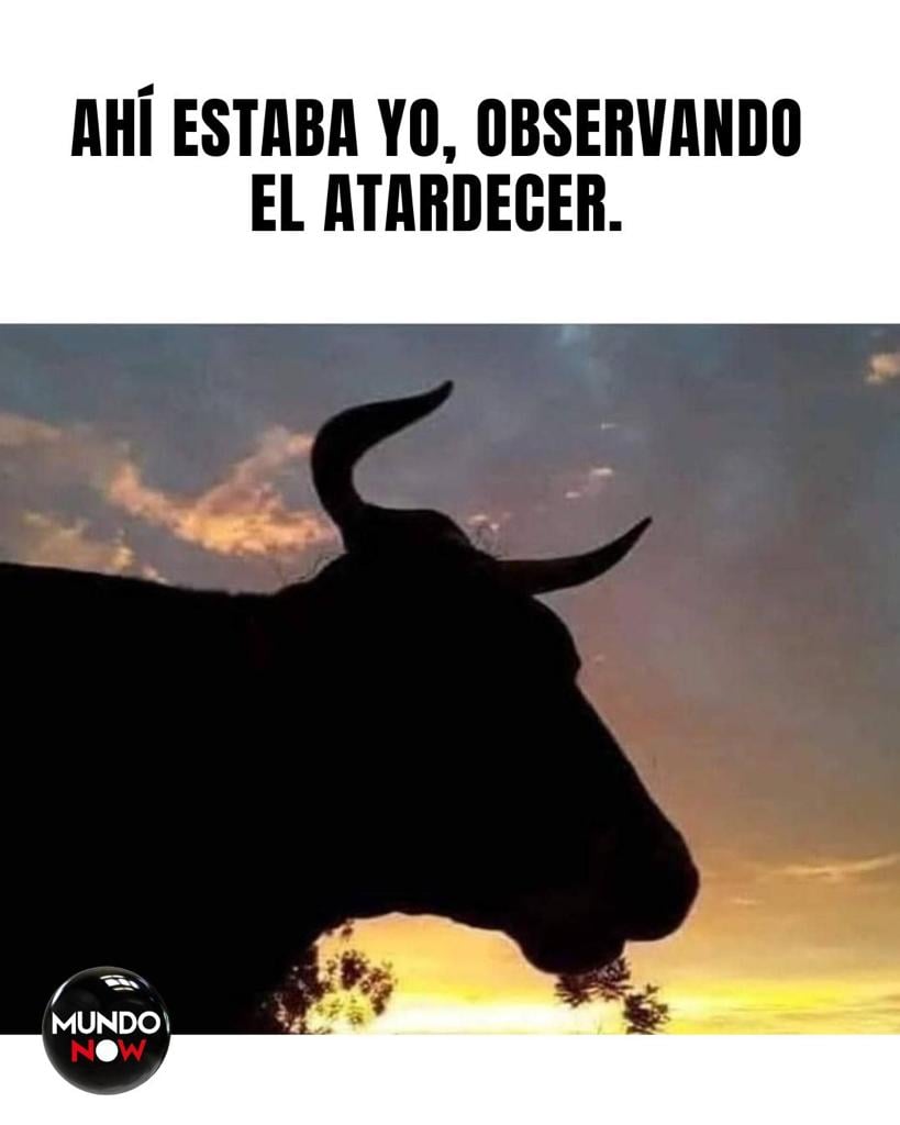 atardecer, cuernos, observación, toro, viral