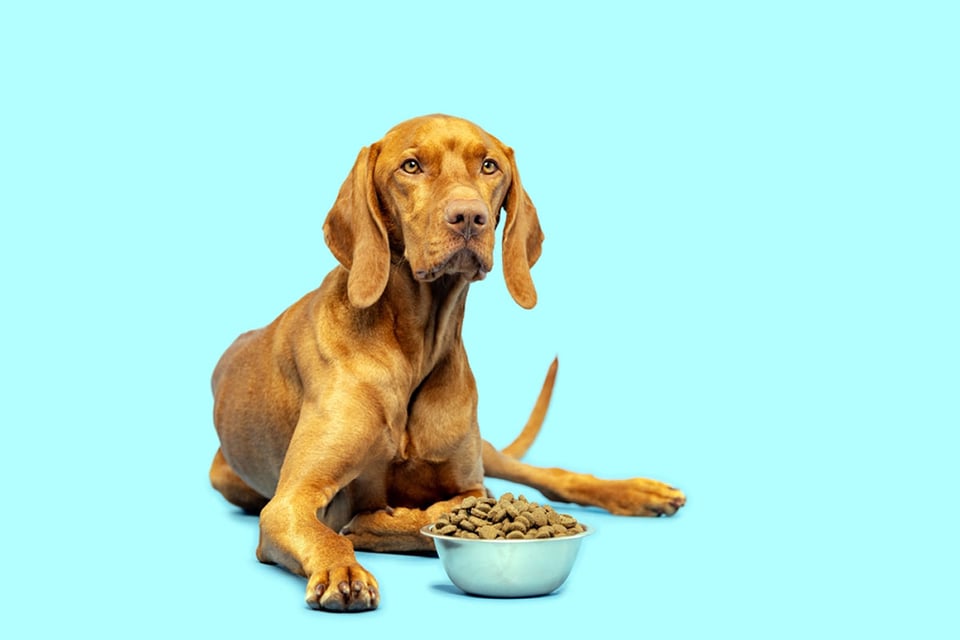 dog, food, winter weather, pets, safety