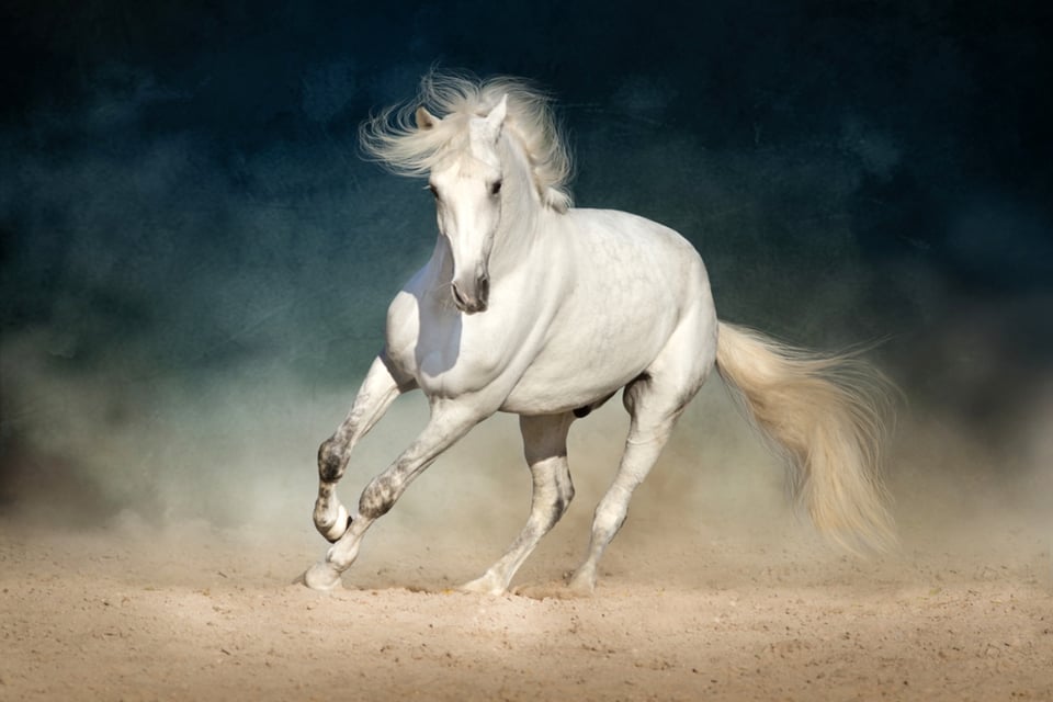 , polarización, opiniones, gajes del oficio, Instagram, white horse