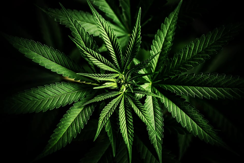 CBD oil, Cibdol, tension, pleasure, MundoNOW, orgasm cannabis products