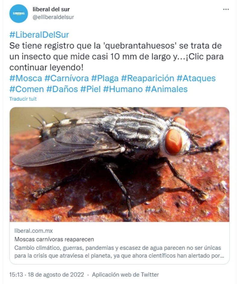 How to identify this insect?