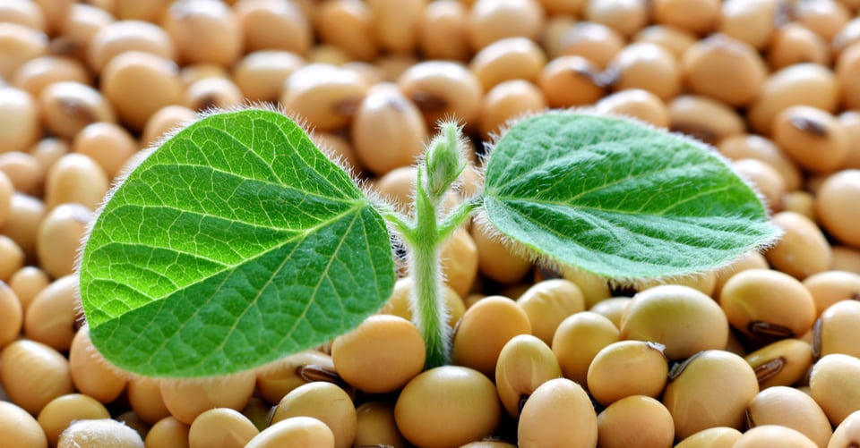 Soy along with a small plant that could cause allergies
