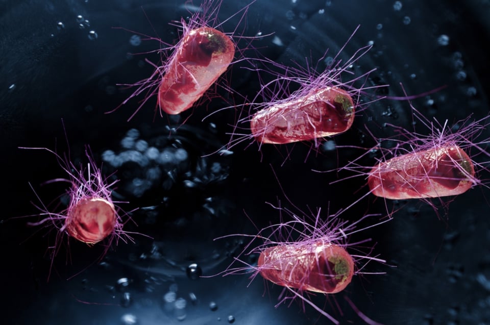 ¿Qué hacer si me infecto con la bacteria?