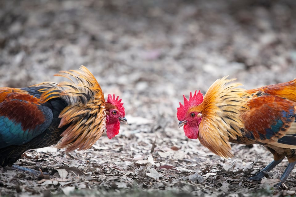 Peleas de gallos Peleas de gallos