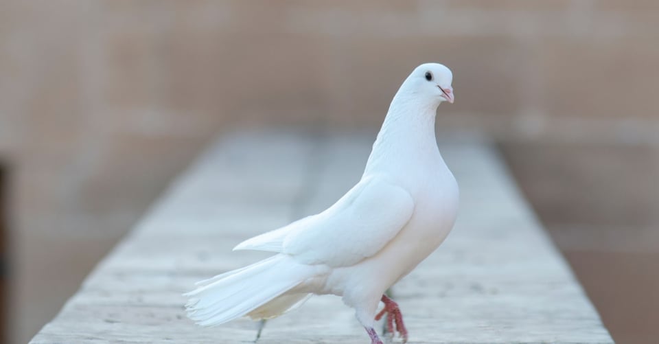 Paloma as a concept of peace for Jenni Rivera