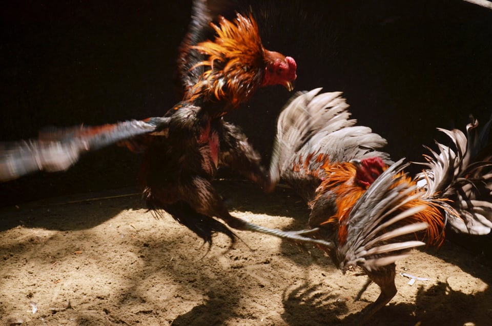 estado mexicano aprueba las peleas de gallos estado mexicano aprueba las peleas de gallos