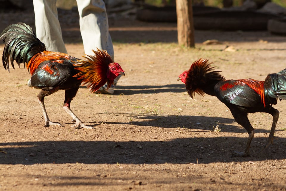 peleas de aves peleas de aves