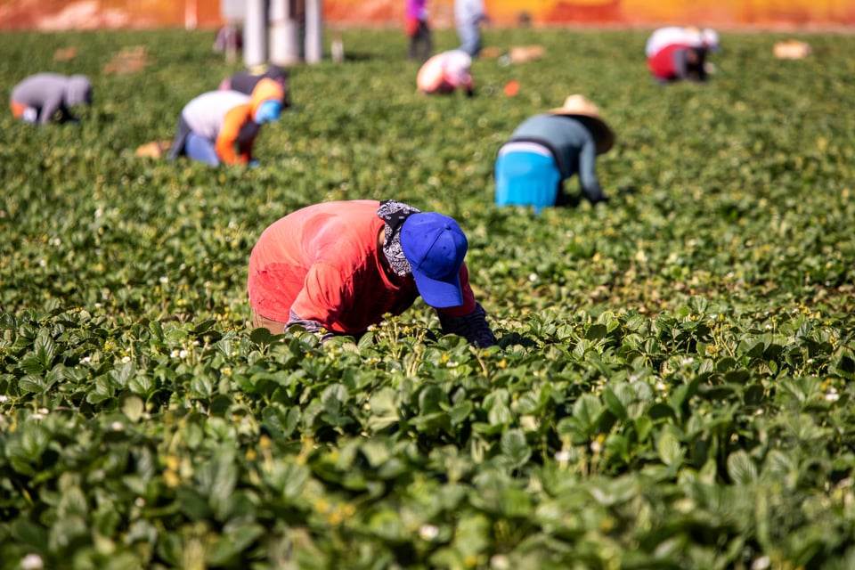 Do the undocumented have to file taxes? Do the undocumented have to file taxes?