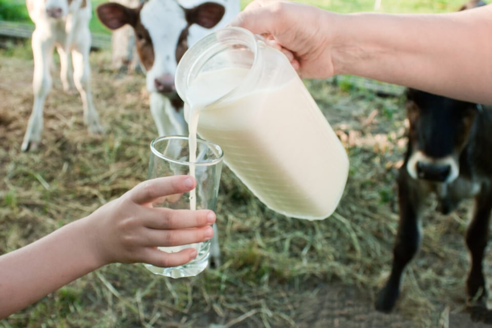 Toronto, Canada, taxi, cows, milk, mundonow