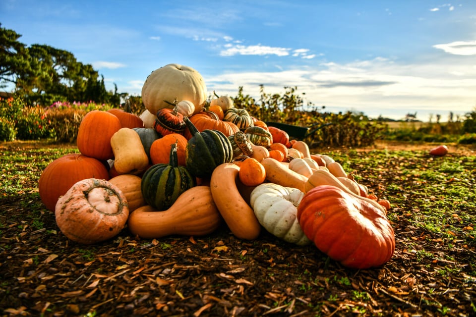 recetas de calabaza, tipos de calabaza, huerto, Sabor, MundoNOW