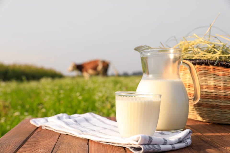 milk, country, cows, field, agriculture, mundonow