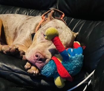 Papá mutilado por un perro