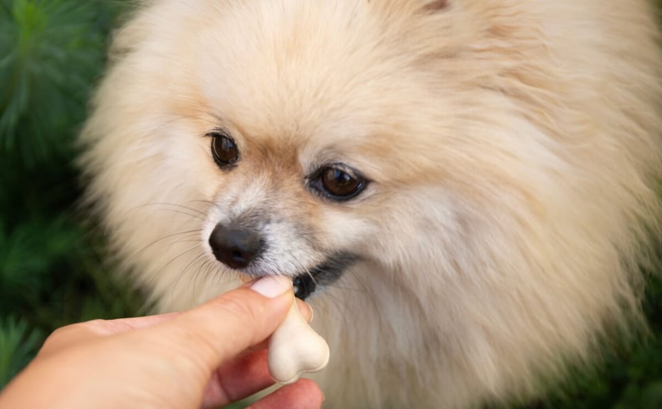 perro, pomerania, animal, texas, cachorro