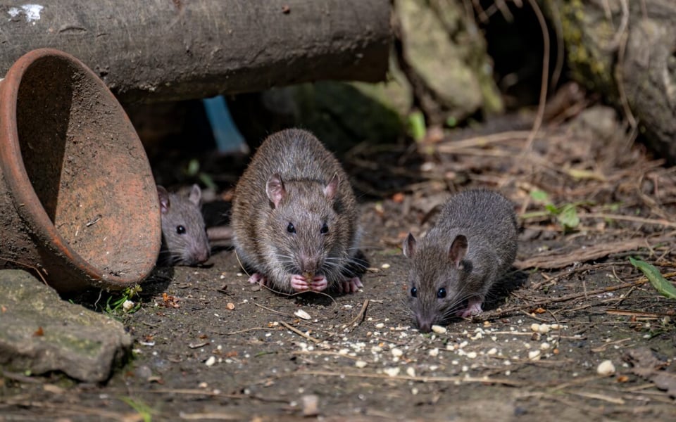 Plague Alert in Colorado, MundoNOW, mice
