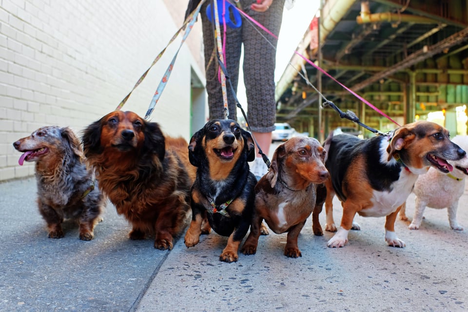 Dog walker