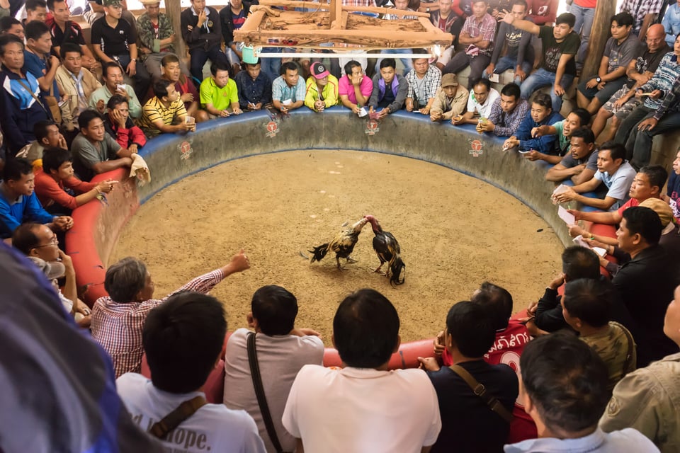 El tiroteo en la pelea de gallos en Honolulu ocurrió debido a una discusión 