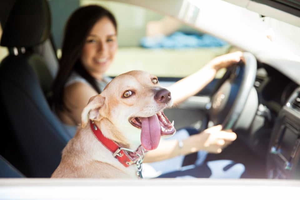 dog, car, travel, vacation, app