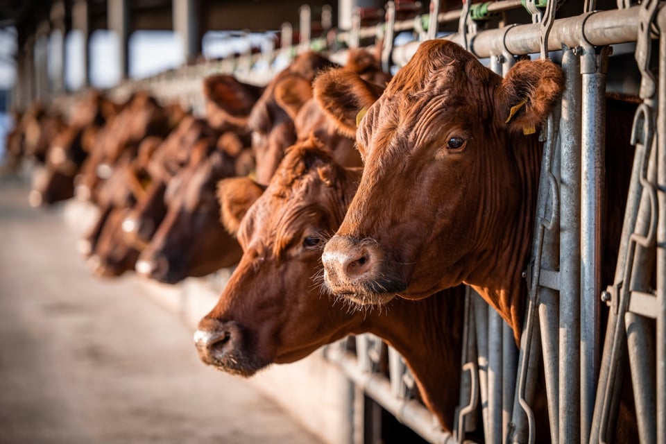 cows, bird flu, infections, MundoNOW, Avian Flu Spreads Across the US